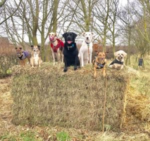 Royston Dog Owners Royston Dog Owners
