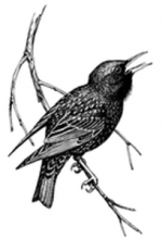 Upper Cam Bird Ringing Group (UCRG)