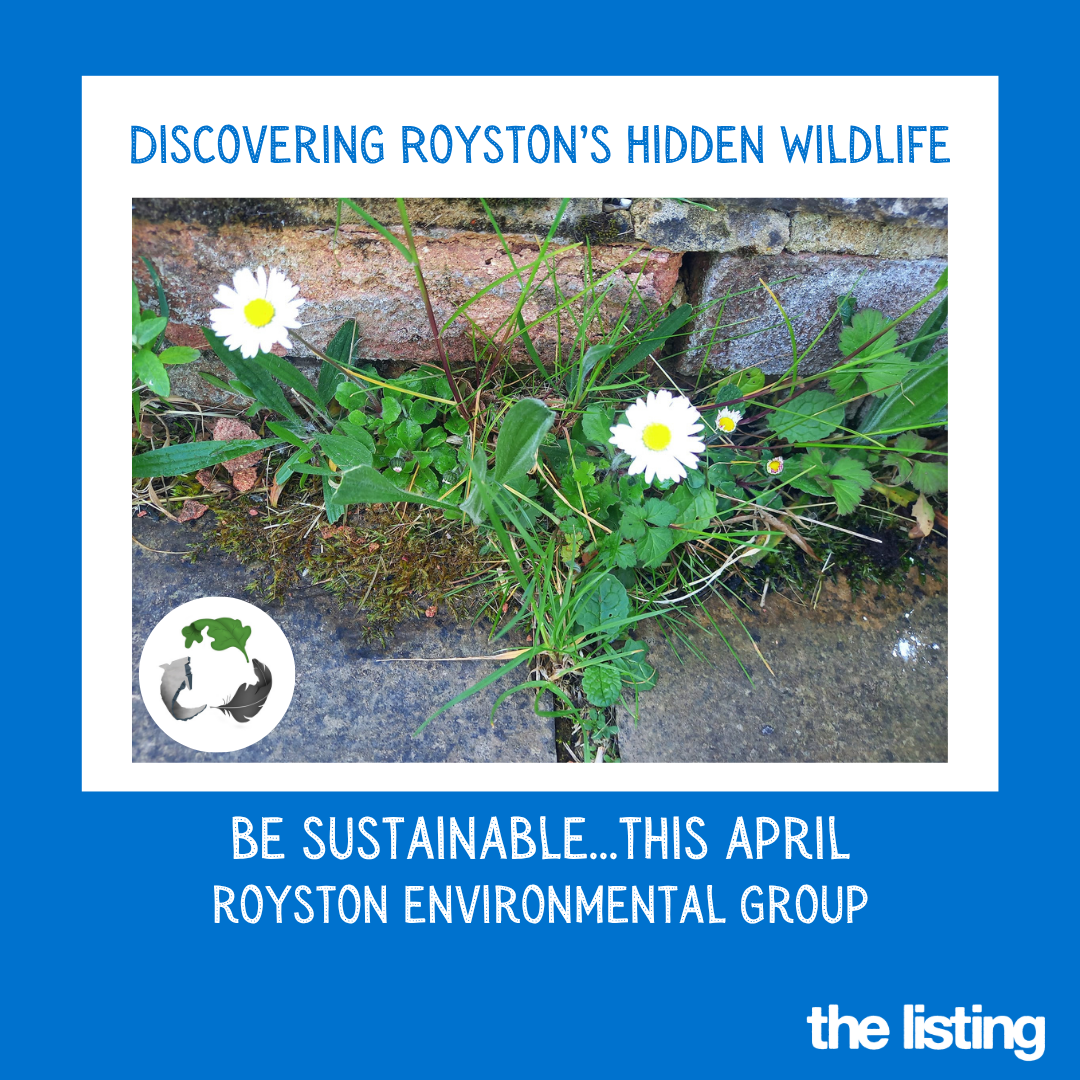 Royston Environmental Group: Be Sustainable this April – Small & Beautiful…