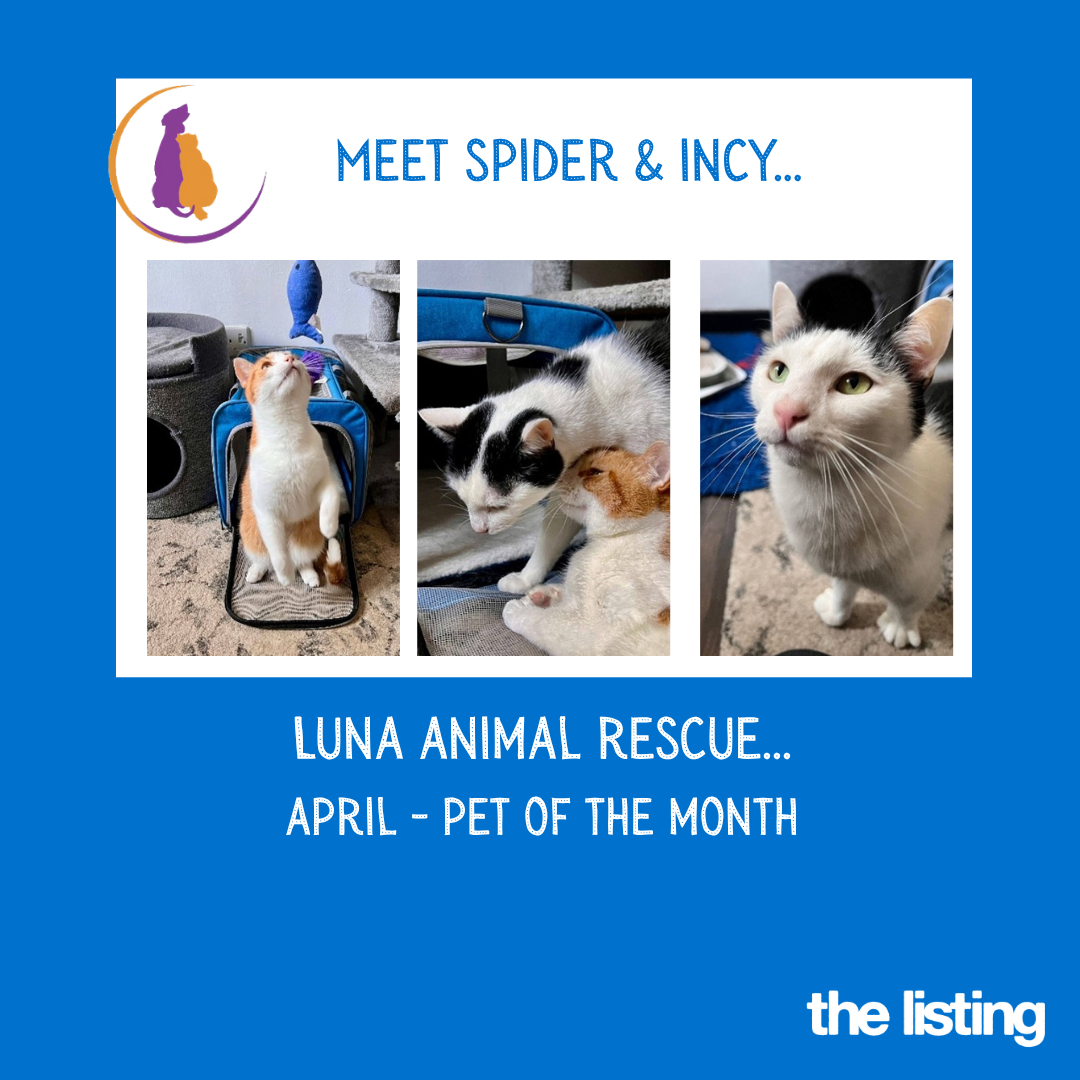 Luna March Pet of the Month… Meet Spider & Incy