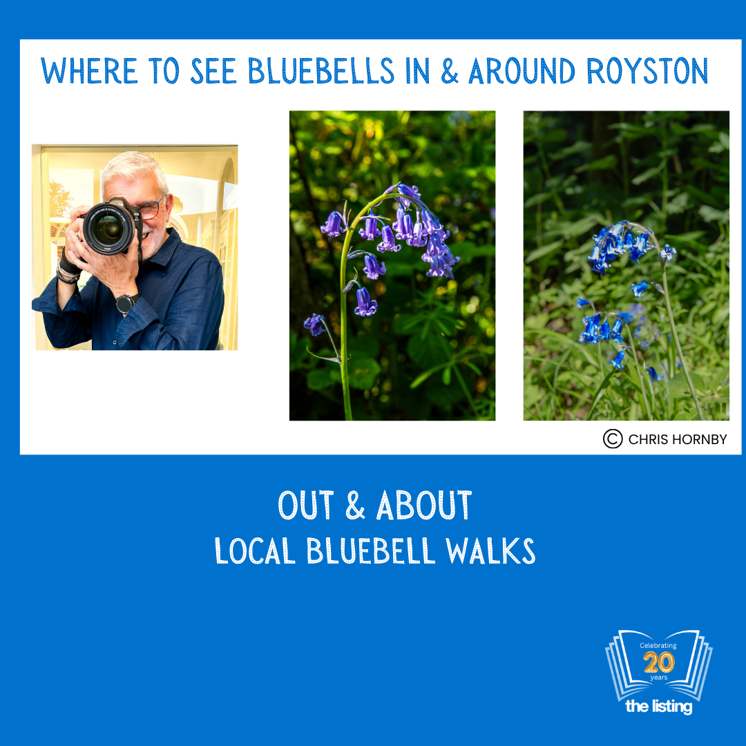 Out & About: Bluebell Walks