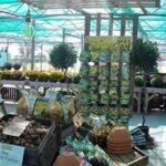 Arrington Garden Centre Arrington Garden Centre