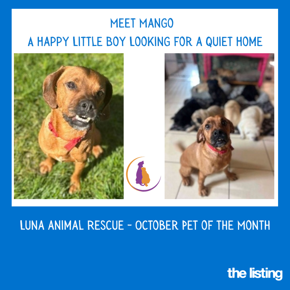 Luna Pet of the Month: October Meet Mango
