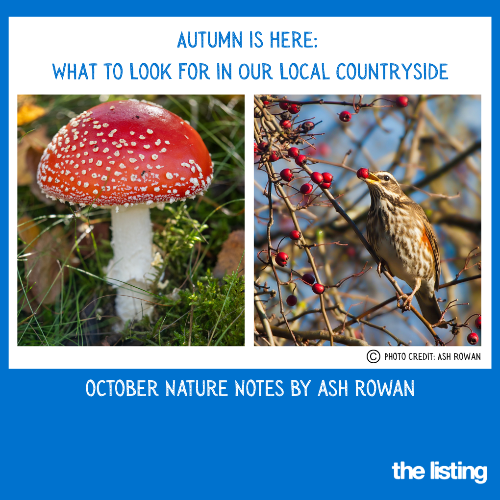 Nature Notes by Ash Rowan: October 2026